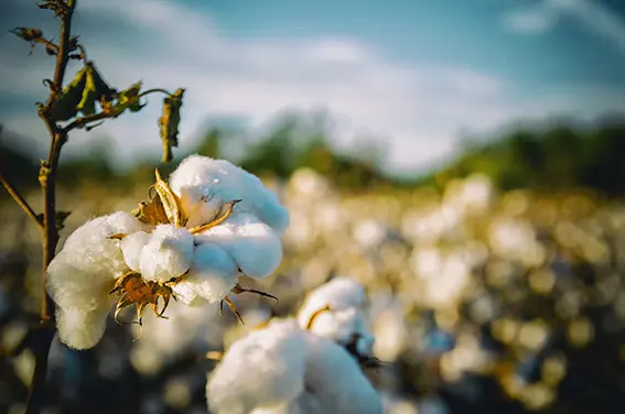 cotton field sustainability
