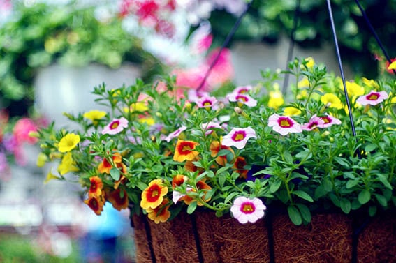 Hanging Basket of Flowers, cocoliner