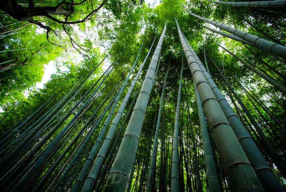 Bamboo Forest ET2C Int. Green Sustainable