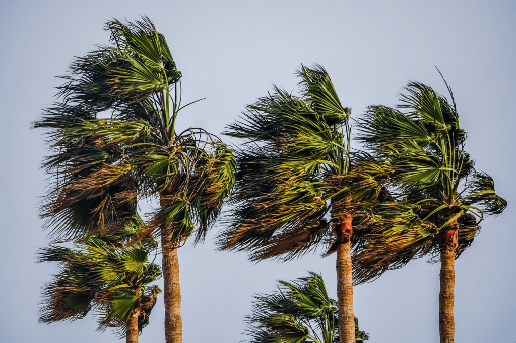 a group of palm trees blowing in the wind.