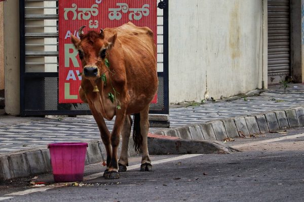 india-cow