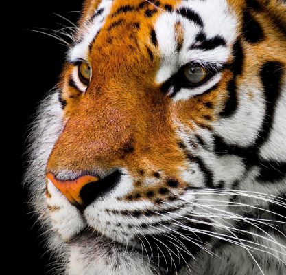 Close-up of a Bengal tiger, symbolizing India's strength and strategic importance in global sourcing and trade.