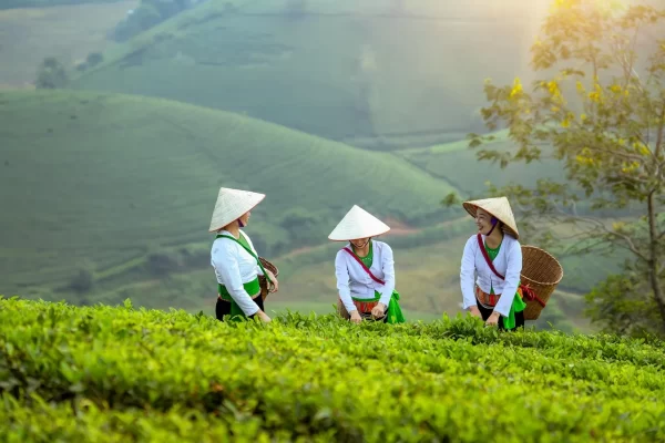 Vietnamese skilled workforce supporting global sourcing and strategic sourcing operations.